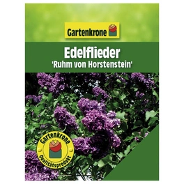 Edelflieder, Syringa vulgaris »Ruhm von Horstenstein«, Blätter: grün, Blüten: violett