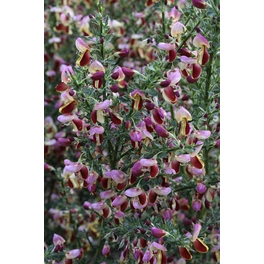 Edelginster, Cytisus scoparius »Andreanus Splendens«, Blätter: grün, Blüten: rot/gelb
