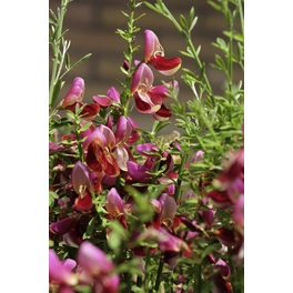 Edelginster, Cytisus scoparius »Windlesham Ruby«, Blätter: grün, Blüten: rosarot