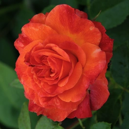 Edelrose, Rosa »Feurio®«, Blüte: orange, gefüllt