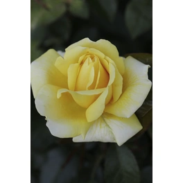 Edelrose, Rosa hybrida »Avec Amore®«, Blüte: gelb