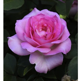 Edelrose, Rosa hybrida »Beverly«, max. Wuchshöhe: 90 cm