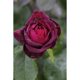 Edelrose, Rosa hybrida »Gräfin Diana®«, Blüte: rot