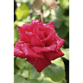 Edelrose, Rosa hybrida »Grande Amore®«, Blüte: rot