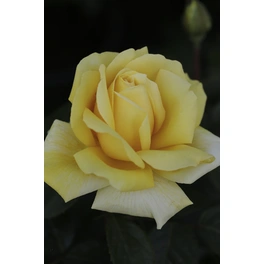 Edelrose, Rosa hybrida »Winter Sun«, max. Wuchshöhe: 70 cm