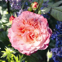 Edelrose, Rosa x hybrida »Augusta Luise«, Blüte: rosa, gefüllt