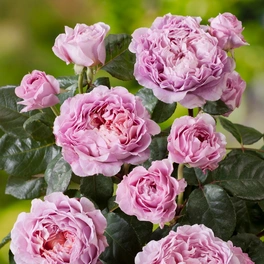Edelrose, Rosa x hybrida »Eisvogel«, Blüte: violett, gefüllt
