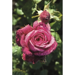 Edelrose, Rosa x hybrida »Goethe«, Blüte: pink, gefüllt