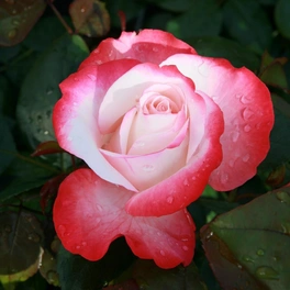 Edelrose, Rosa x hybride »Nostalgie«, Blüte: zweifarbig, gefüllt