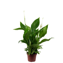 Einblatt Spathiphyllum Yess, Topf-Ø: 9 cm