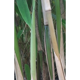 Elfenbein-Bambus, Fargesia murieliae »Ivory Ibis®«, Pflanzenhöhe: 80-100 cm, grün
