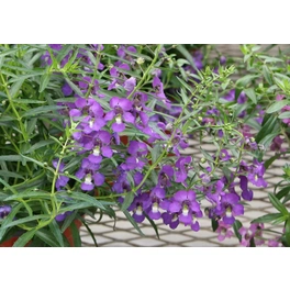 Engelsgesicht-Blume, Angelonia angustifolia, Blüte: mehrfarbig