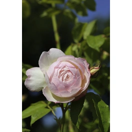 Englische Strauchrose, Rosa hybrida »Claire Austin«, max. Wuchshöhe: 120 cm
