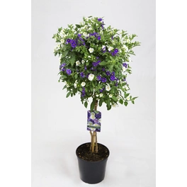 Enzianstrauch, Solanum rantonettii »Twin«, Blüte: Zweifarbig