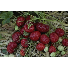 Erdbeere, Fragaria ananassa »Neu Mieze«, Blütenfarbe: weiß