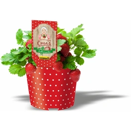Erdbeeren, Fragaria x ananassa, aufrechter Wuchs