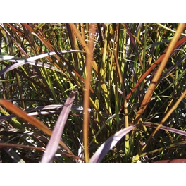 Federborstengras, Pennisetum x advena »Summer Samba«, Pflanzenhöhe: 40-50 cm, dunkelrot