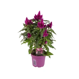 Federbusch, Celosia Hybriden »Deep Purple«, Blüte: violett, einfach