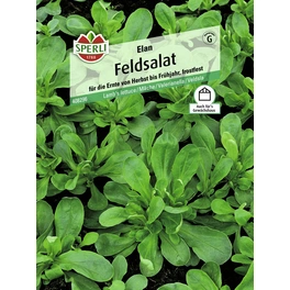Feldsalat »Elan«, für die Ernte von Herbst bis Frühjahr, frosthart