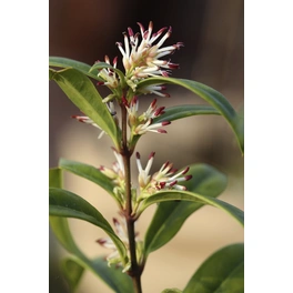 Fleischbeere, Sarcococca humilis »Winter Gem«, Blätter: grün, Blüten: weiß