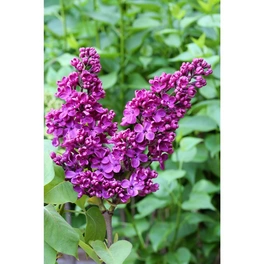 Flieder, Syringa vulgaris »in Sorten«, Blätter: grün