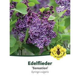 Flieder, Syringa vulgaris »Sensation«, Blätter: grün, Blüten: violett