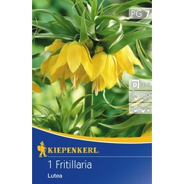 Fritillaria »Lutea«, 1 Stück