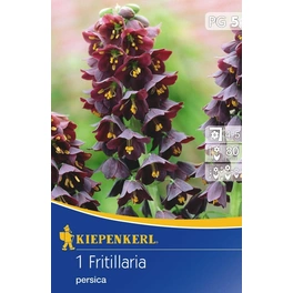 Fritillaria »persica«, 1 Stück