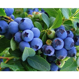 Garten-Heidelbeere, Vaccinium corymbosum »Bluecrop«, Frucht: blau, zum Verzehr geeignet
