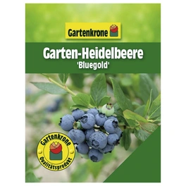 Garten-Heidelbeere, Vaccinium corymbosum »Bluegold«, Frucht: blau, zum Verzehr geeignet