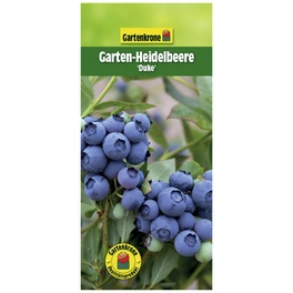 Garten-Heidelbeere, Vaccinium corymbosum »Duke«, Frucht: blau, zum Verzehr geeignet