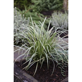 Garten-Segge, Carex dolichostachya »Silver Sceptre«, Pflanzenhöhe: 5-30 cm, grün