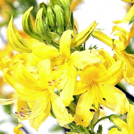 Gartenazalee, Rhododendron pontica »pontica Sämling«, gelb, Höhe: 30 - 50 cm