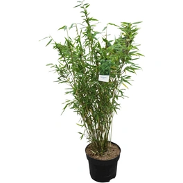 Gartenbambus, Fargesia murielae »Super Jumbo®«, Blätter: grün