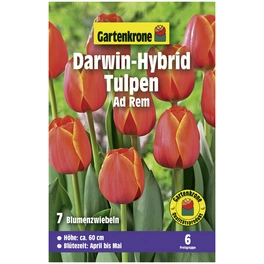 Gartenkrone Tulpe Ad Rem, Rot/Gelb, 7
