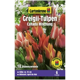 Gartenkrone Tulpe Canada Mischung, 10 Stück