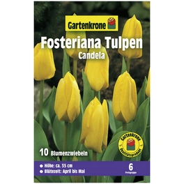 Gartenkrone Tulpe Candela, Gelb, 10
