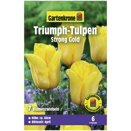 Gartenkrone Tulpe Strong Gold, Gelb, 7