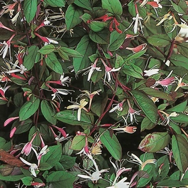 Geißblatt, Lonicera jap.var. chinensis, Blüte: zweifarbig