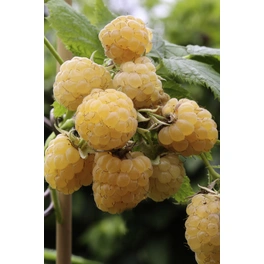 Gelbe Himbeere, Rubus idaeus »Fallgold«, Frucht: goldgelb, zum Verzehr geeignet
