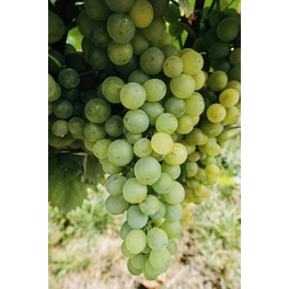 Gelbe Weinrebe, Vitis vinifhera Polo »Polo Muskat«, Frucht: hellgrün, zum Verzehr geeignet