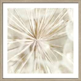 Gerahmtes Bild »Dandelion I«, Rahmen: Holzwerkstoff, natur