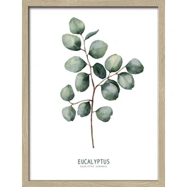 Gerahmtes Bild »Different Eucalyptus Branches ll«, Rahmen: Holzwerkstoff, natur