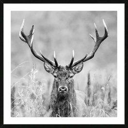 Gerahmtes Bild »Grey Deer Head II«, Rahmen: Holzwerkstoff, schwarz