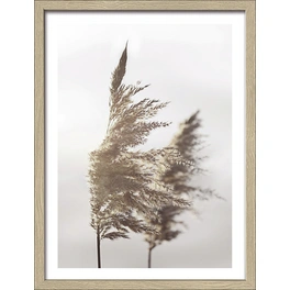 Gerahmtes Bild »In The Breeze III«, Rahmen: Holzwerkstoff, natur