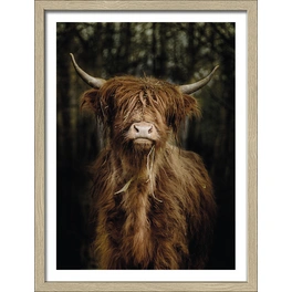 Gerahmtes Bild »Scottish Highland cattle VI«, Rahmen: Holzwerkstoff, natur