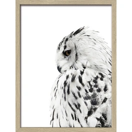 Gerahmtes Bild »Snow Owl«, Rahmen: Holzwerkstoff, natur