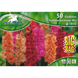 Gladiolus »Summerharmony Mix«, 50 Stück