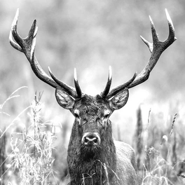 Glasbild »Grey Deer Head ll«, mehrfarbig, Digitaldruck
