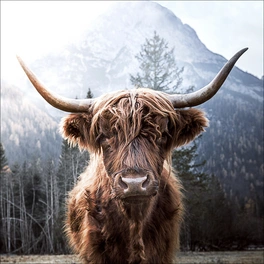 Glasbild »Highland cattle«, mehrfarbig, Digitaldruck